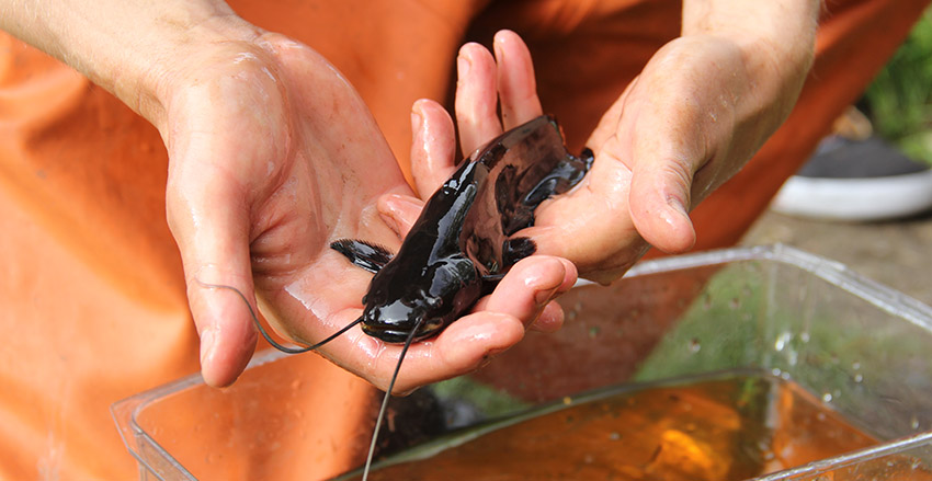 Foto som visar en liten mal.